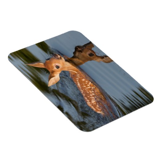 Deer Fawn | Minnesota Magnet (Rechte Seite)