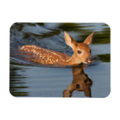 Deer Fawn | Minnesota Magnet (Horizontal)