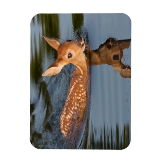 Deer Fawn | Minnesota Magnet (Vertikal)