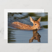 Deer Fawn | Minnesota Postkarte (Vorne/Hinten)