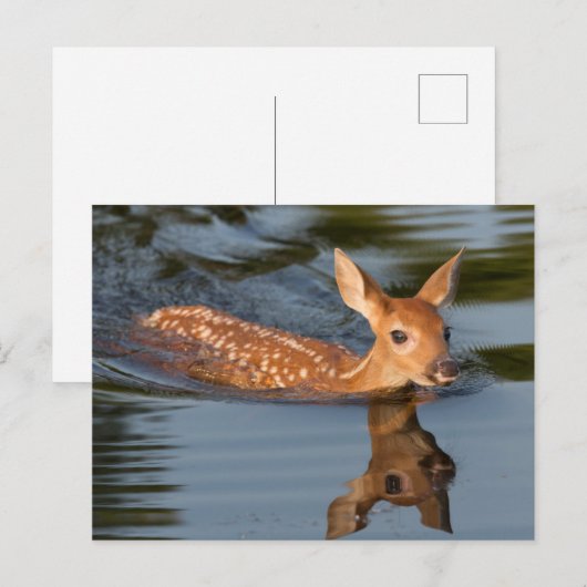 Deer Fawn | Minnesota Postkarte (Vorne/Hinten)