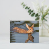 Deer Fawn | Minnesota Postkarte (Stehend Vorderseite)