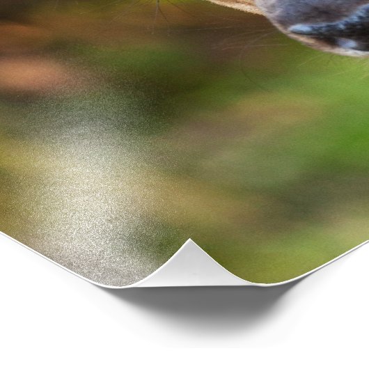 Deer Fawn Portrait Fotodruck (Ecke)