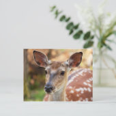 Deer Fawn Portrait Postkarte (Stehend Vorderseite)