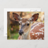 Deer Fawn Portrait Postkarte (Vorne/Hinten)