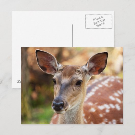 Deer Fawn Portrait Postkarte (Vorne/Hinten)