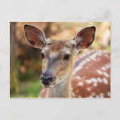 Deer Fawn Portrait Postkarte (Vorderseite)