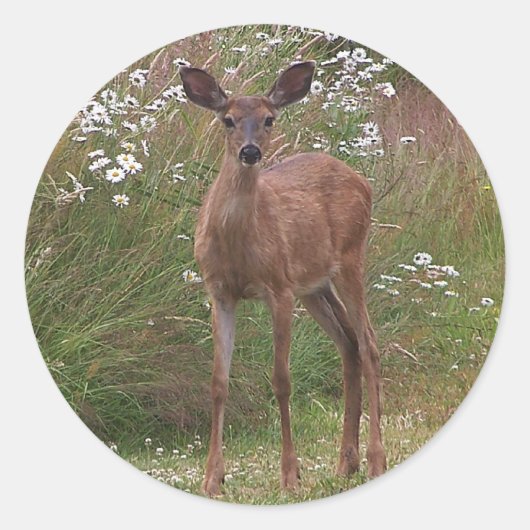 Deer Fawn Sticker (Vorderseite)