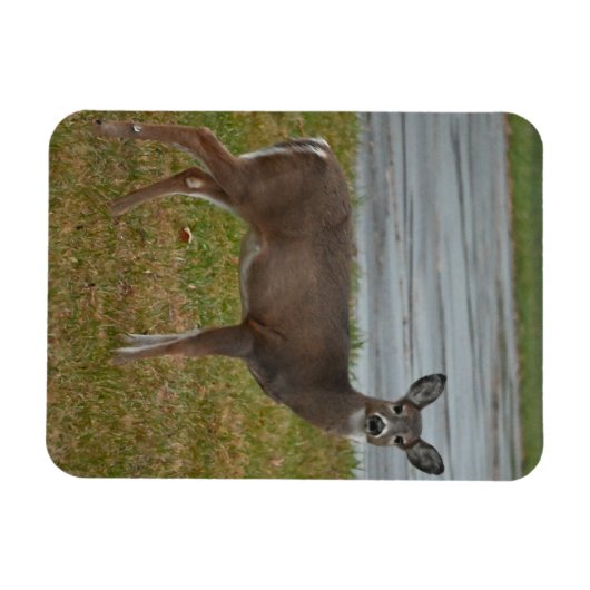 Deer Foto Magnet (Horizontal)
