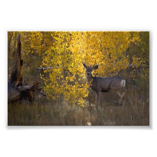 Deer - Grand Canyon Nationalpark - Arizona Fotodruck (Vorne)