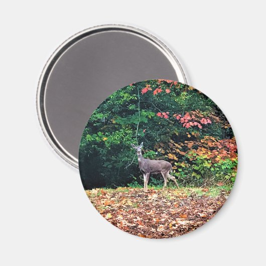Deer in the Forest, Oregon Magnet (Vorderseite/Rückseite)