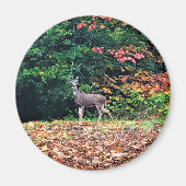 Deer in the Forest, Oregon Magnet (Vorne)