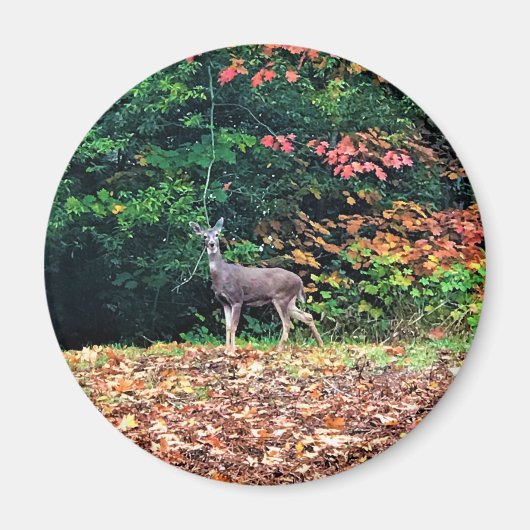 Deer in the Forest, Oregon Magnet (Vorne)