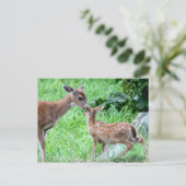 Deer Kissing Fawn Postkarte (Stehend Vorderseite)