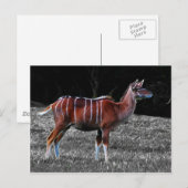 Deer Kudu Postkarte (Vorne/Hinten)