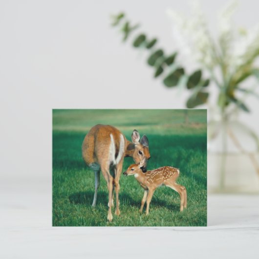 Deer Mother & Fawn Postkarte (Stehend Vorderseite)