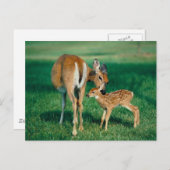 Deer Mother & Fawn Postkarte (Vorne/Hinten)