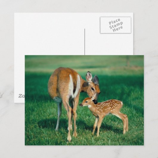 Deer Mother & Fawn Postkarte (Vorne/Hinten)
