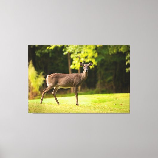 Deer on Golf Course Leinwanddruck (Vorderseite)
