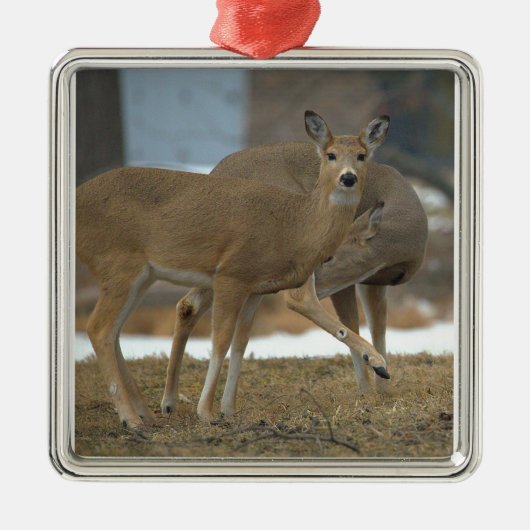 Deer Photo Ornament  Aus Metall (Vorne)