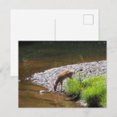 DEER POSTCARD POSTKARTE (Vorne/Hinten)