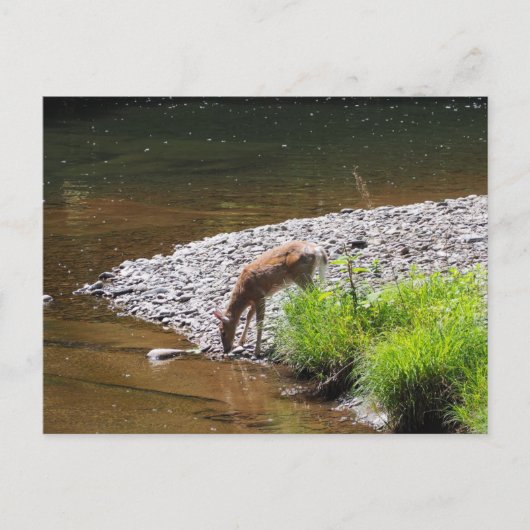 DEER POSTCARD POSTKARTE (Vorderseite)