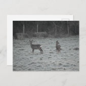 Deer  postkarte (Vorne/Hinten)