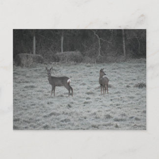 Deer  postkarte