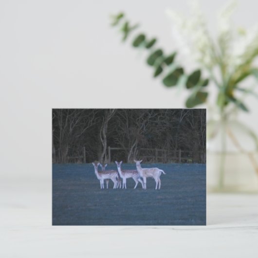 Deer postkarte (Stehend Vorderseite)