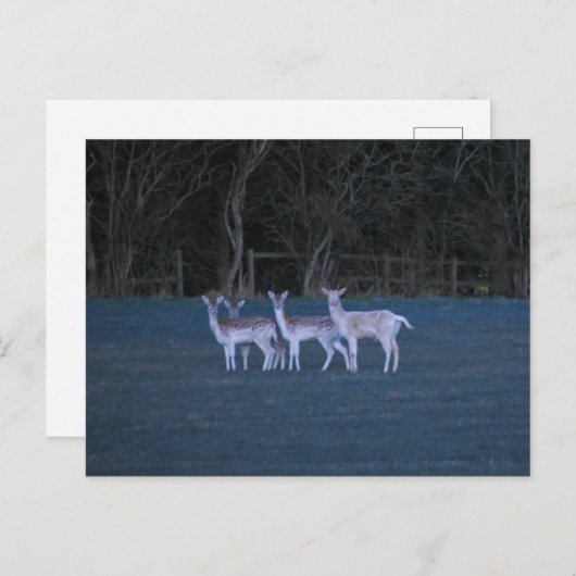 Deer  postkarte (Vorne/Hinten)