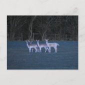 Deer postkarte (Vorderseite)
