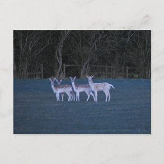 Deer  postkarte