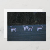 Deer  postkarte (Vorne/Hinten)