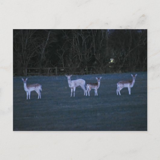 Deer  postkarte (Vorderseite)