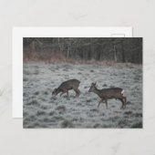 Deer  postkarte (Vorne/Hinten)