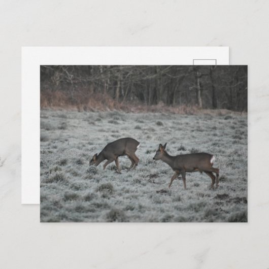Deer  postkarte (Vorne/Hinten)