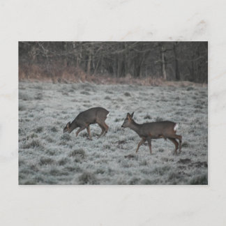 Deer  postkarte