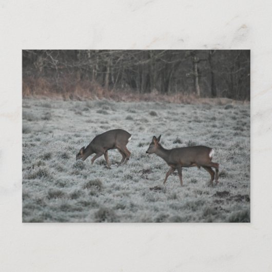 Deer  postkarte (Vorderseite)