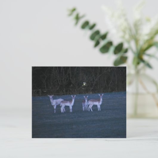 Deer postkarte (Stehend Vorderseite)