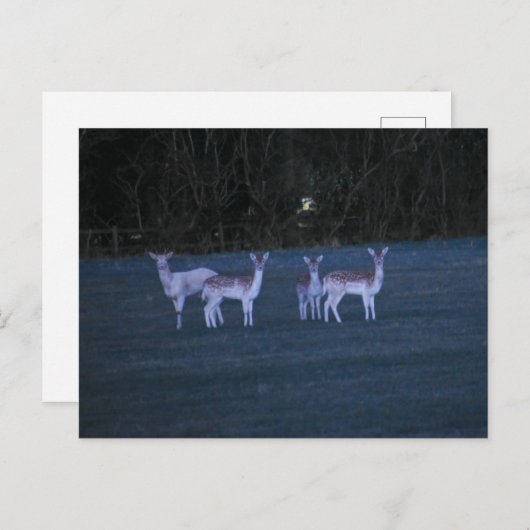 Deer  postkarte (Vorne/Hinten)