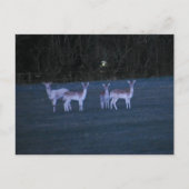 Deer  postkarte (Vorderseite)