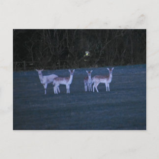 Deer  postkarte
