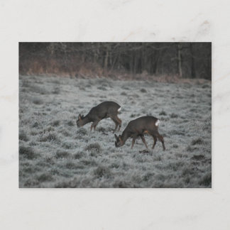 Deer  postkarte