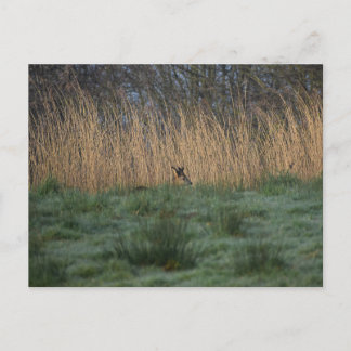 Deer  postkarte