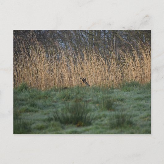 Deer  postkarte (Vorderseite)