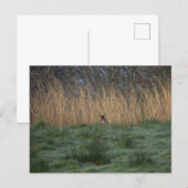 Deer  postkarte (Vorne/Hinten)