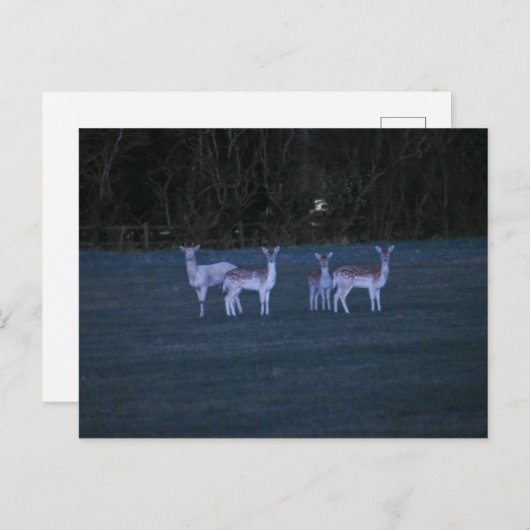 Deer postkarte (Vorne/Hinten)