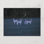 Deer postkarte (Vorderseite)