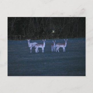 Deer  postkarte