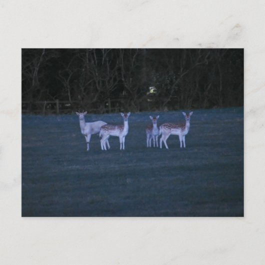 Deer  postkarte (Vorderseite)
